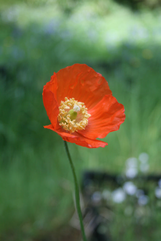 Welsh Poppy