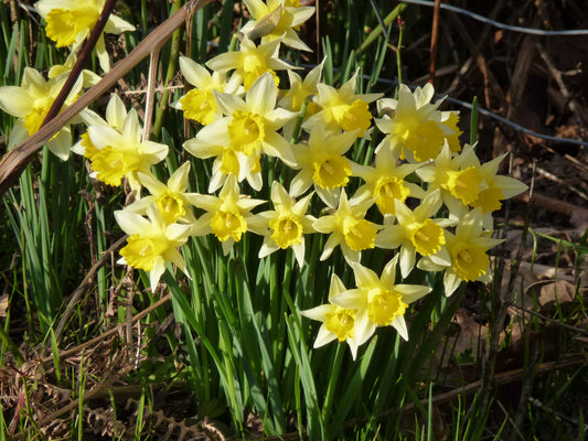 Bee Pollinator Bulb Collection