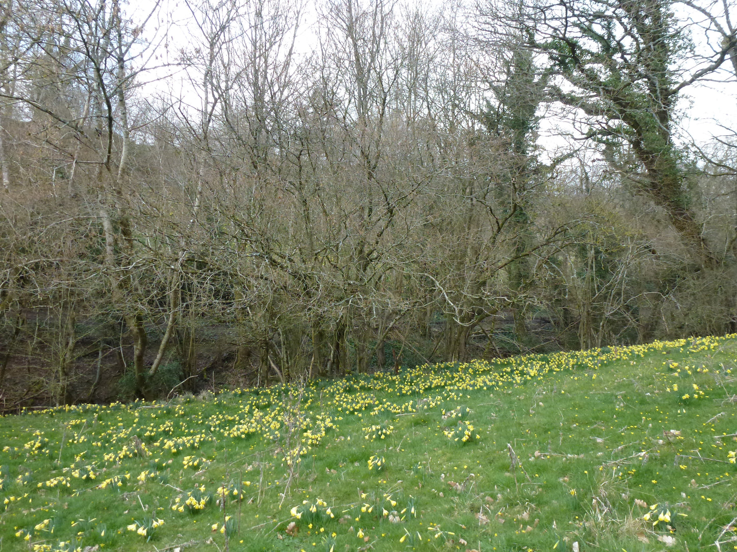 Wild Daffodil