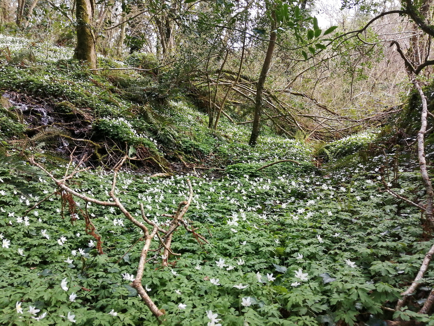 Wood Anemone