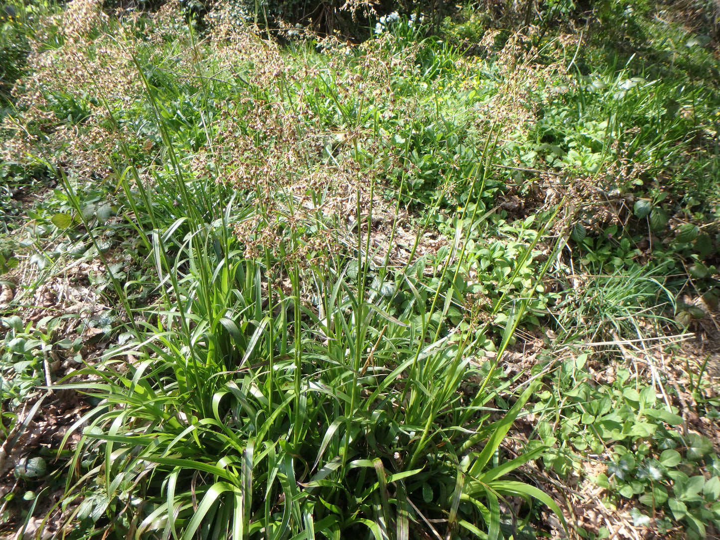 Great Wood Rush