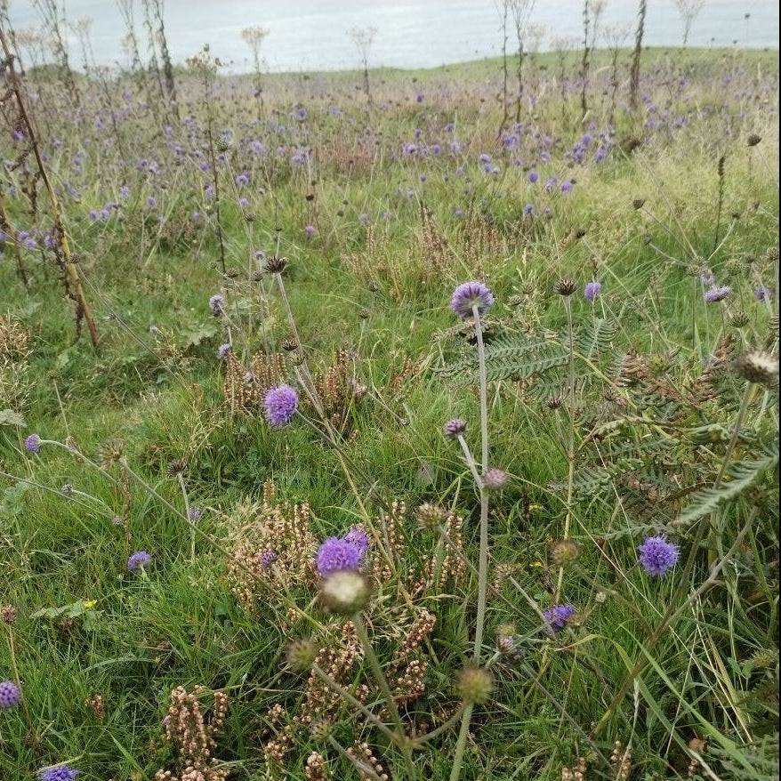 Devil's-bit Scabious