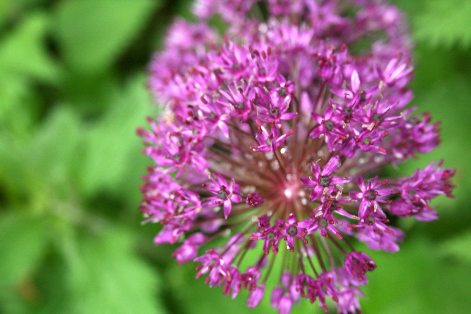 Alliums