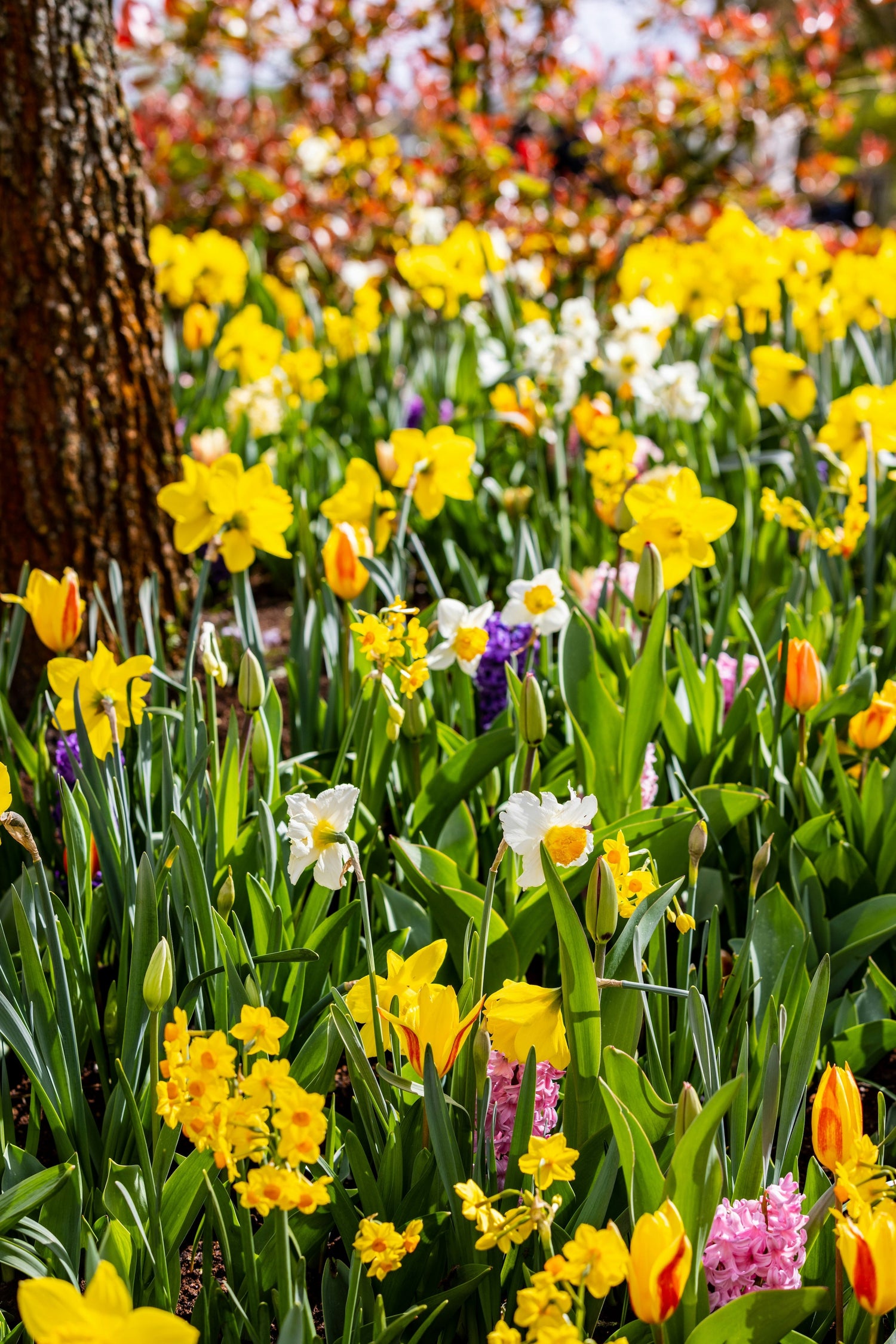 Bulbs for Naturalising