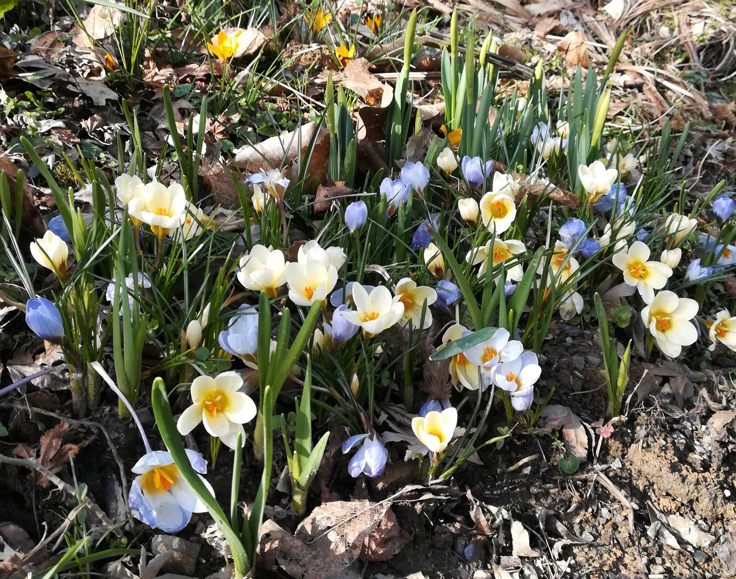 Crocus