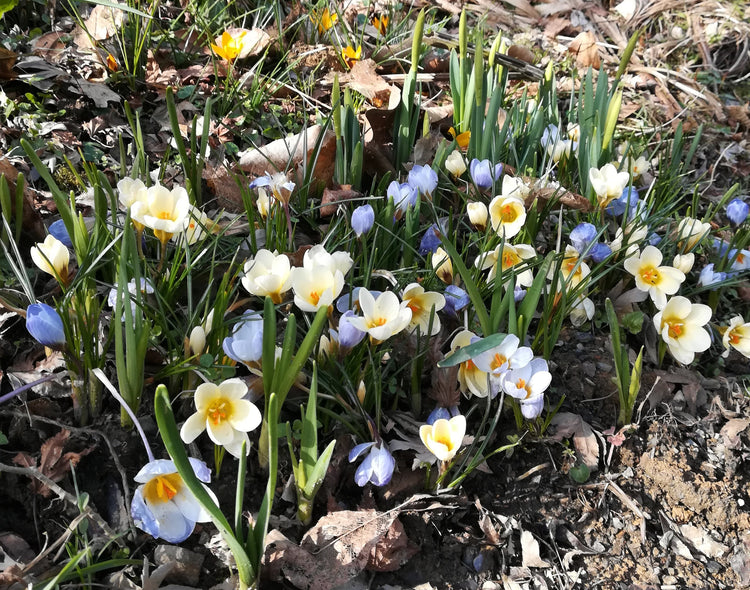 Crocus