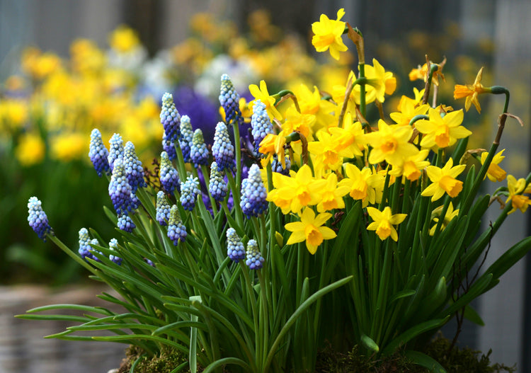 Bulbs