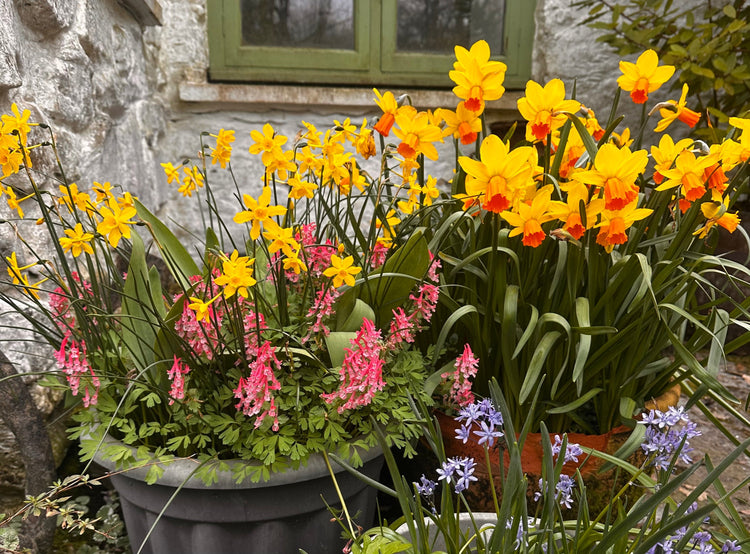 Garden Collections