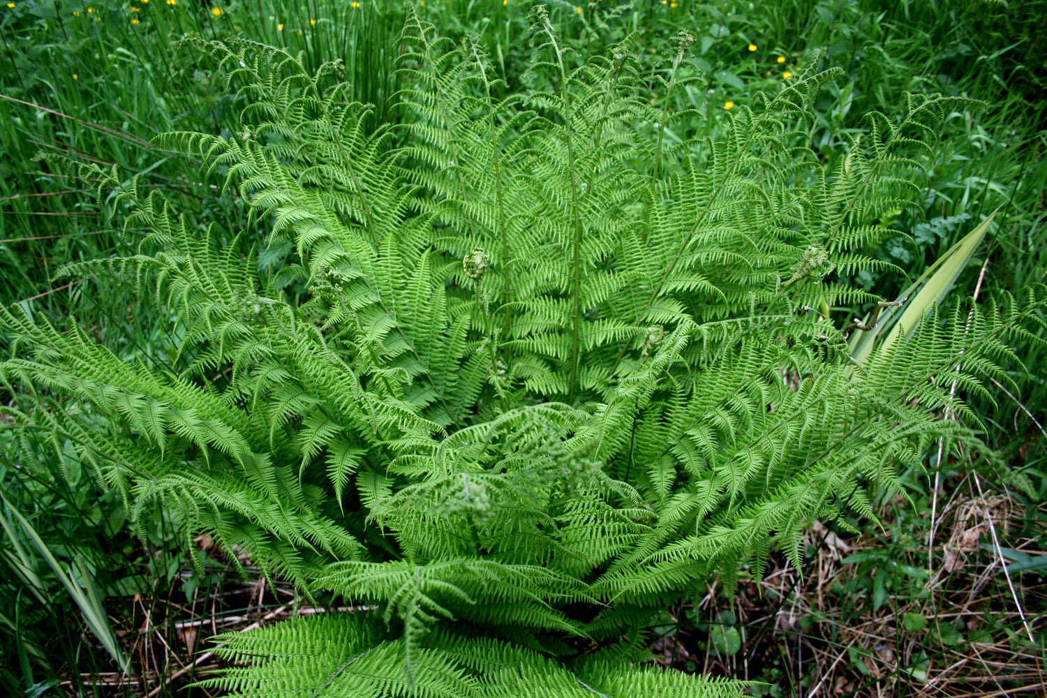 Ferns
