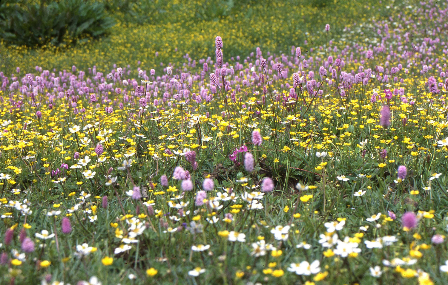 Native Plants