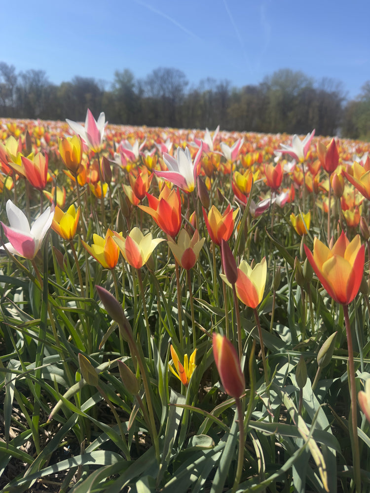 Tuliips