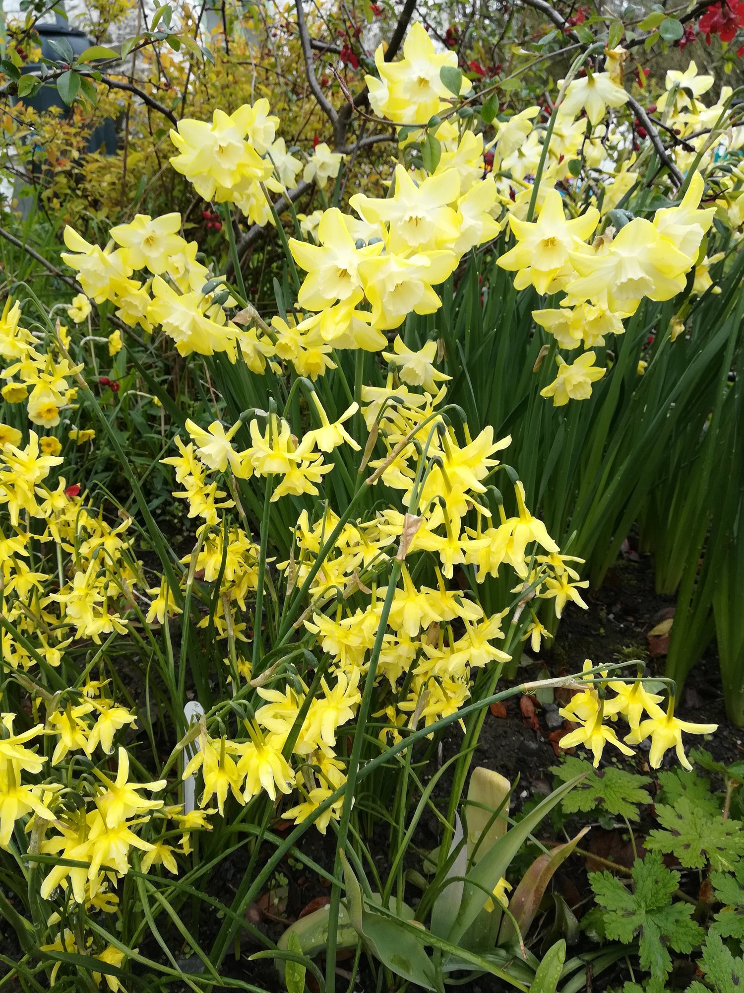 Daffodils