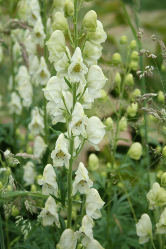 Aconitum napellus ssp vulgare albidum