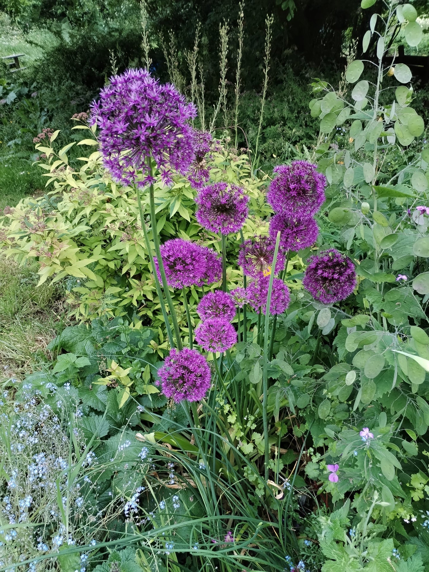Allium aflatunense 'Purple Sensation'