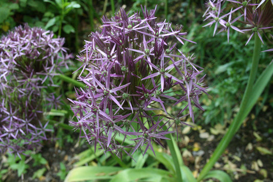 Allium christophii