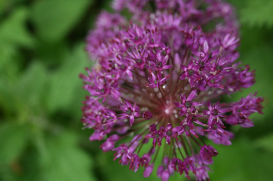 Allium aflatunense Purple Sensation