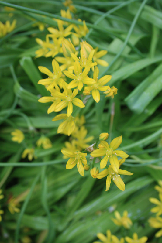 Allium moly
