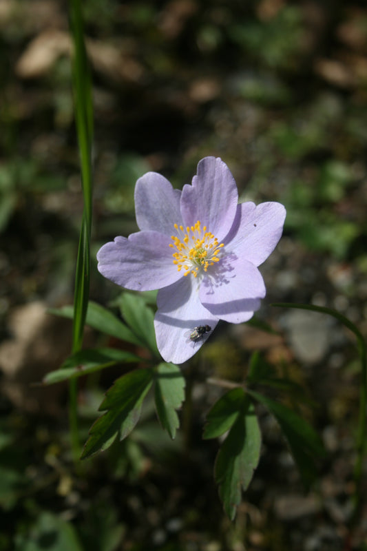 Anemone nemorosa Robinsoniana