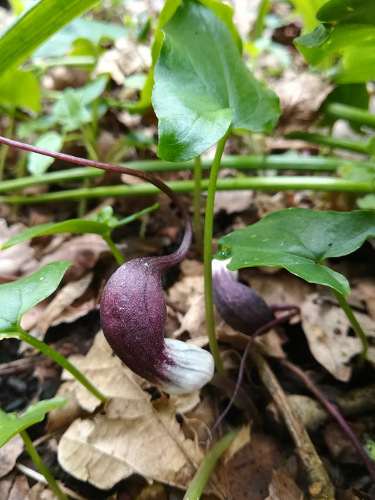 Arisarum proboscideum