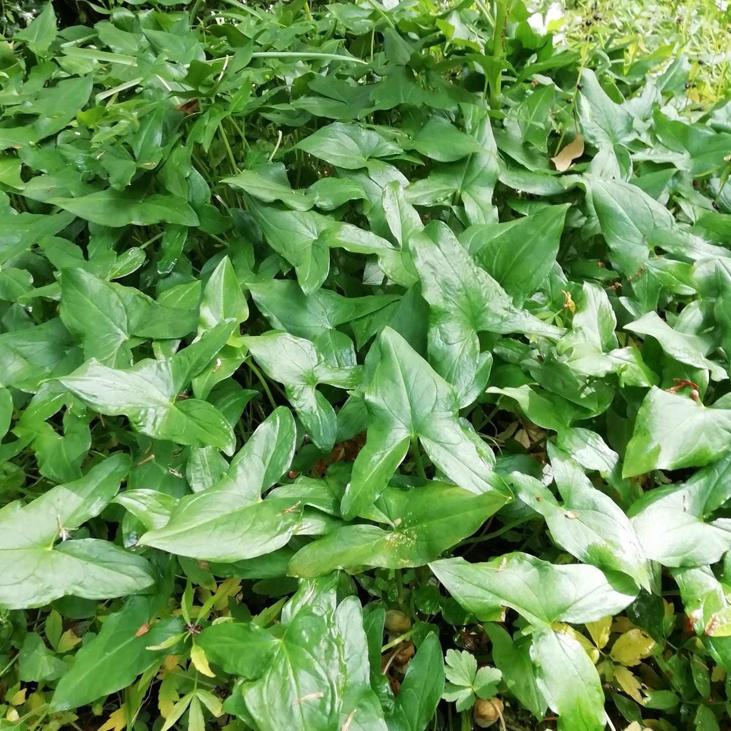 Arisarum proboscideum