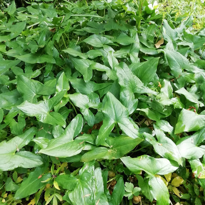 Arisarum proboscideum
