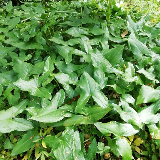 Arisarum proboscideum