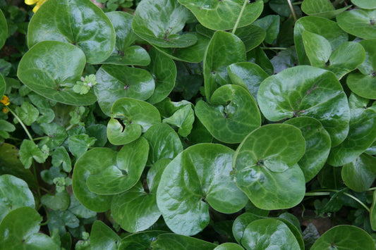 Asarabacca