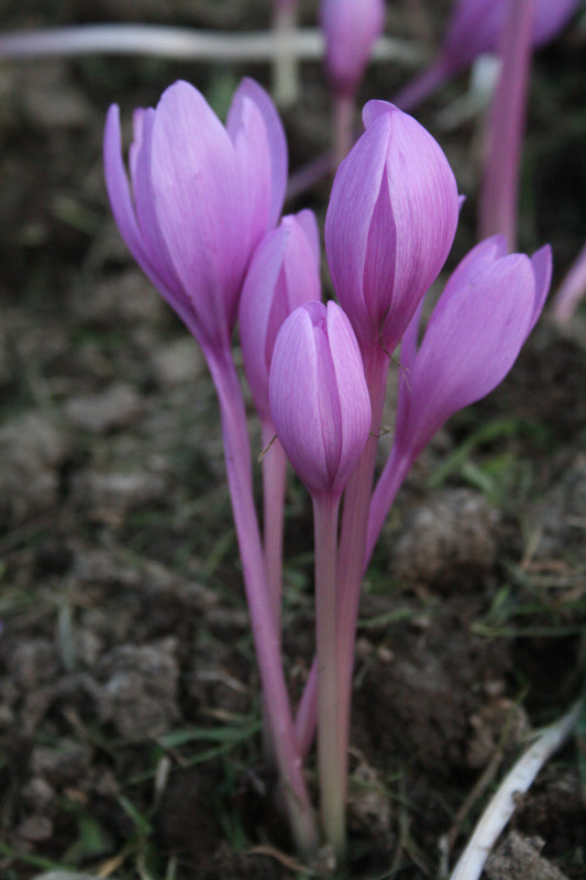 Autumn Crocus (Pink)