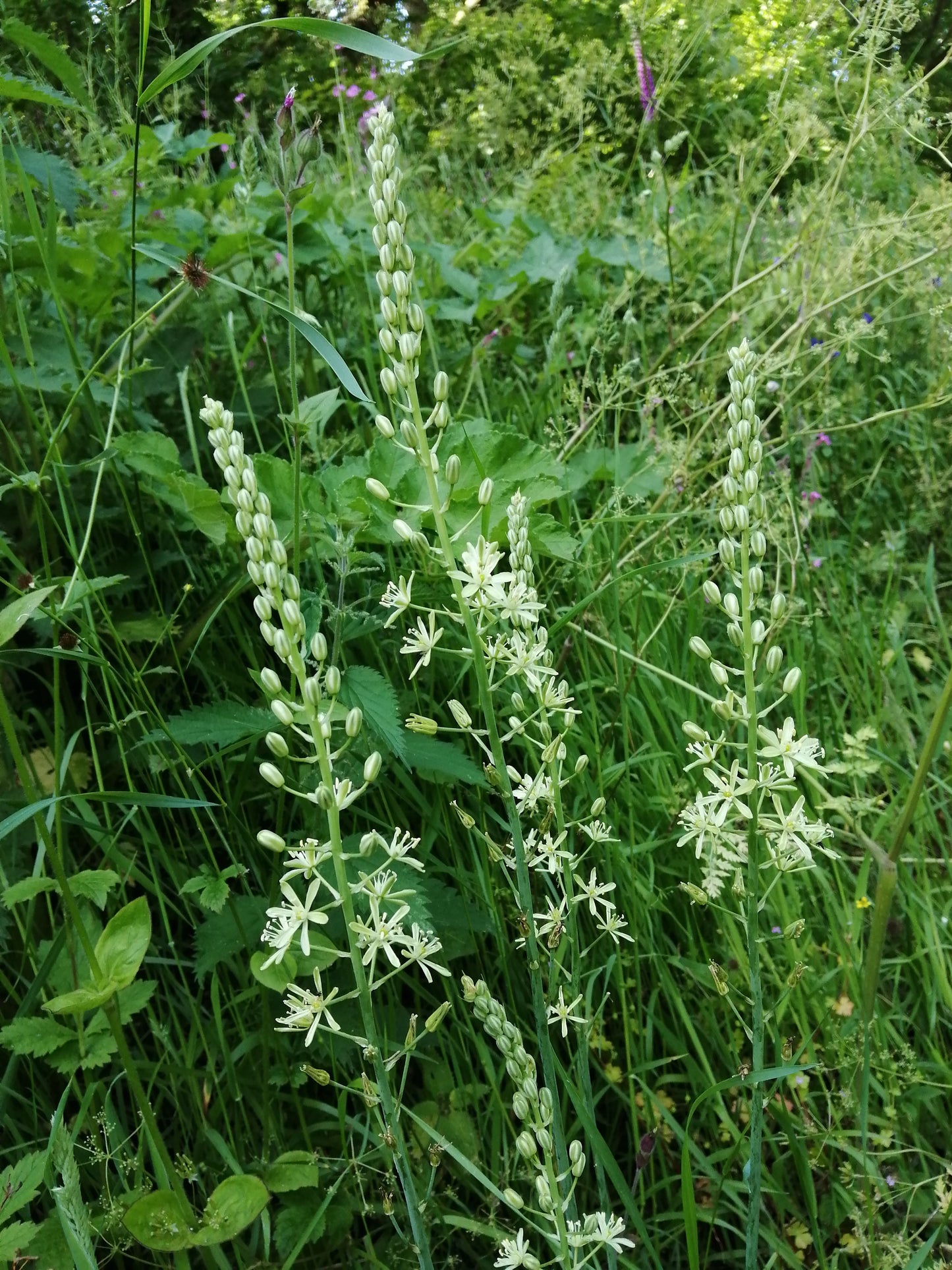 Bath Asparagus