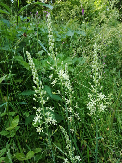 Bath Asparagus