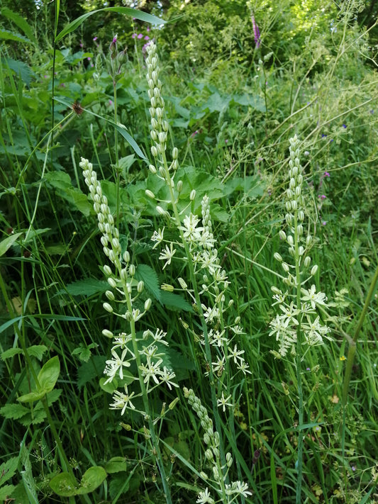 Bath Asparagus