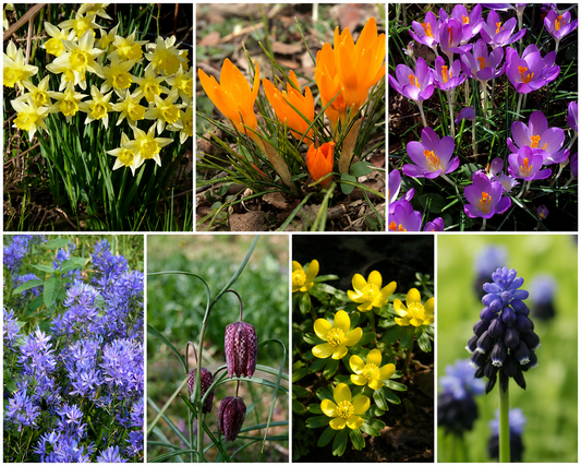 Bee Pollinator Bulb Collection