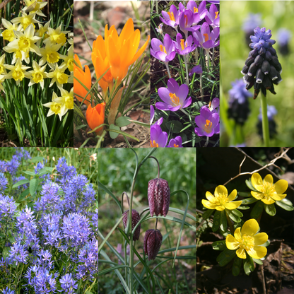 Bee Pollinator Bulb Collection