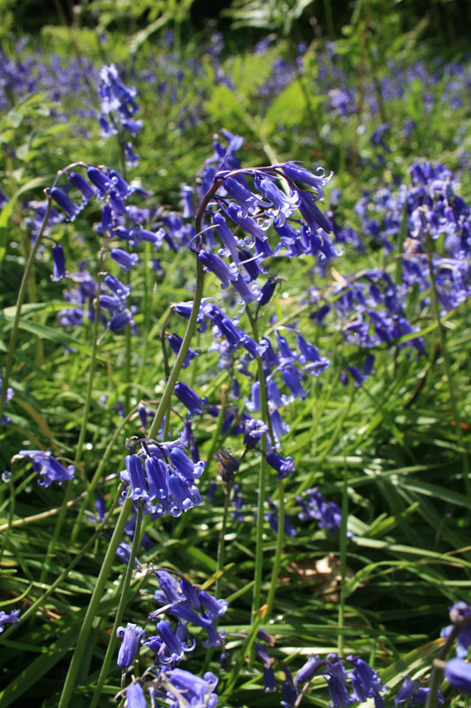 Bluebell