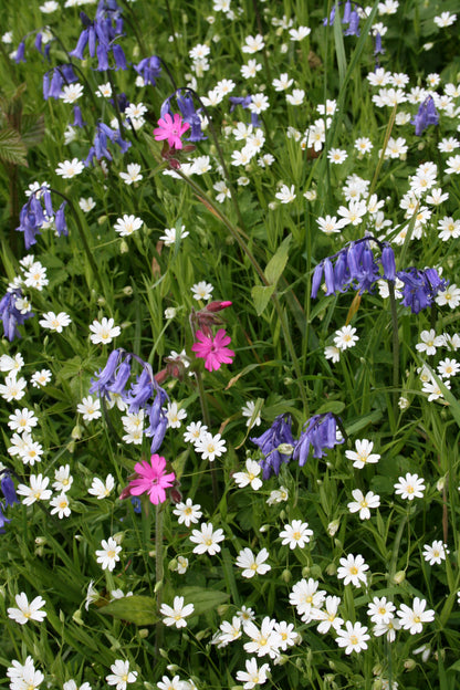 Greater Stitchwort