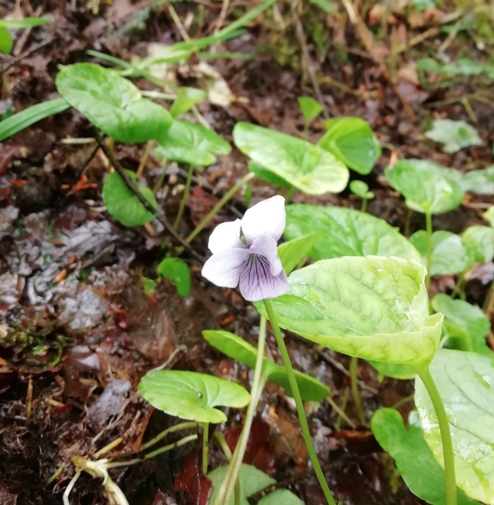 Bog Violet