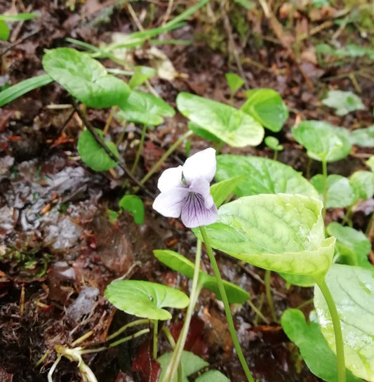 Bog Violet