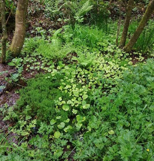 Bog Violet