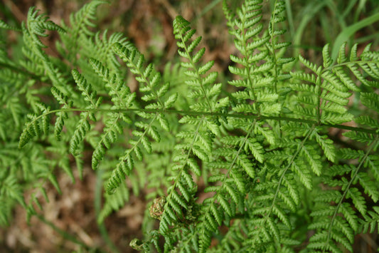 Broad Buckler Fern