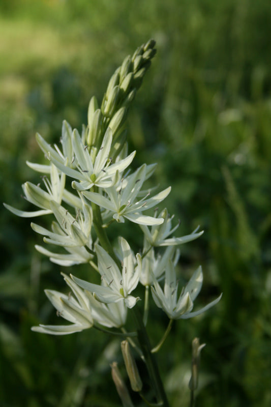 Camassia leichtlinii 'Alba'