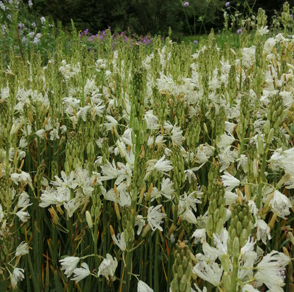 Camassia leichtlinii 'Alba'