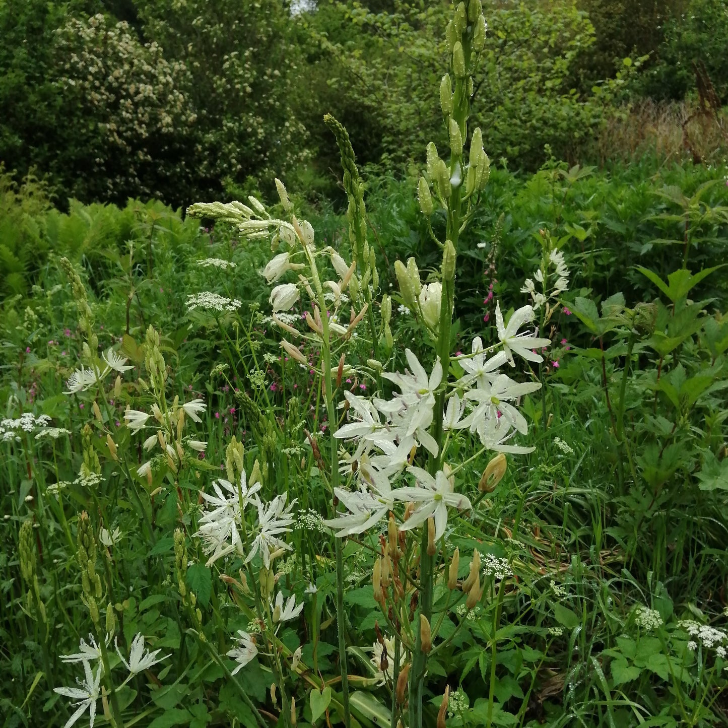 Camassia leichtlinii 'Alba'