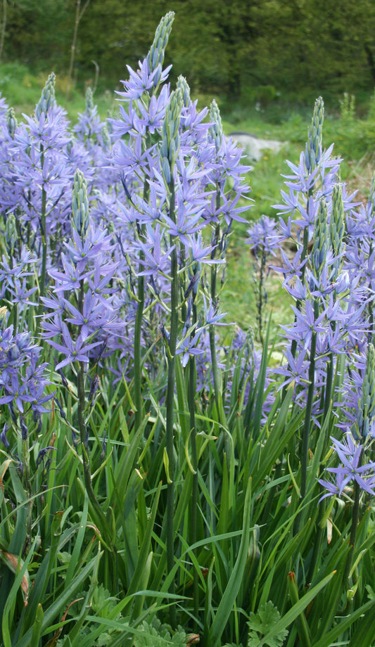 Camassia leichtlinii 'Caerulea'