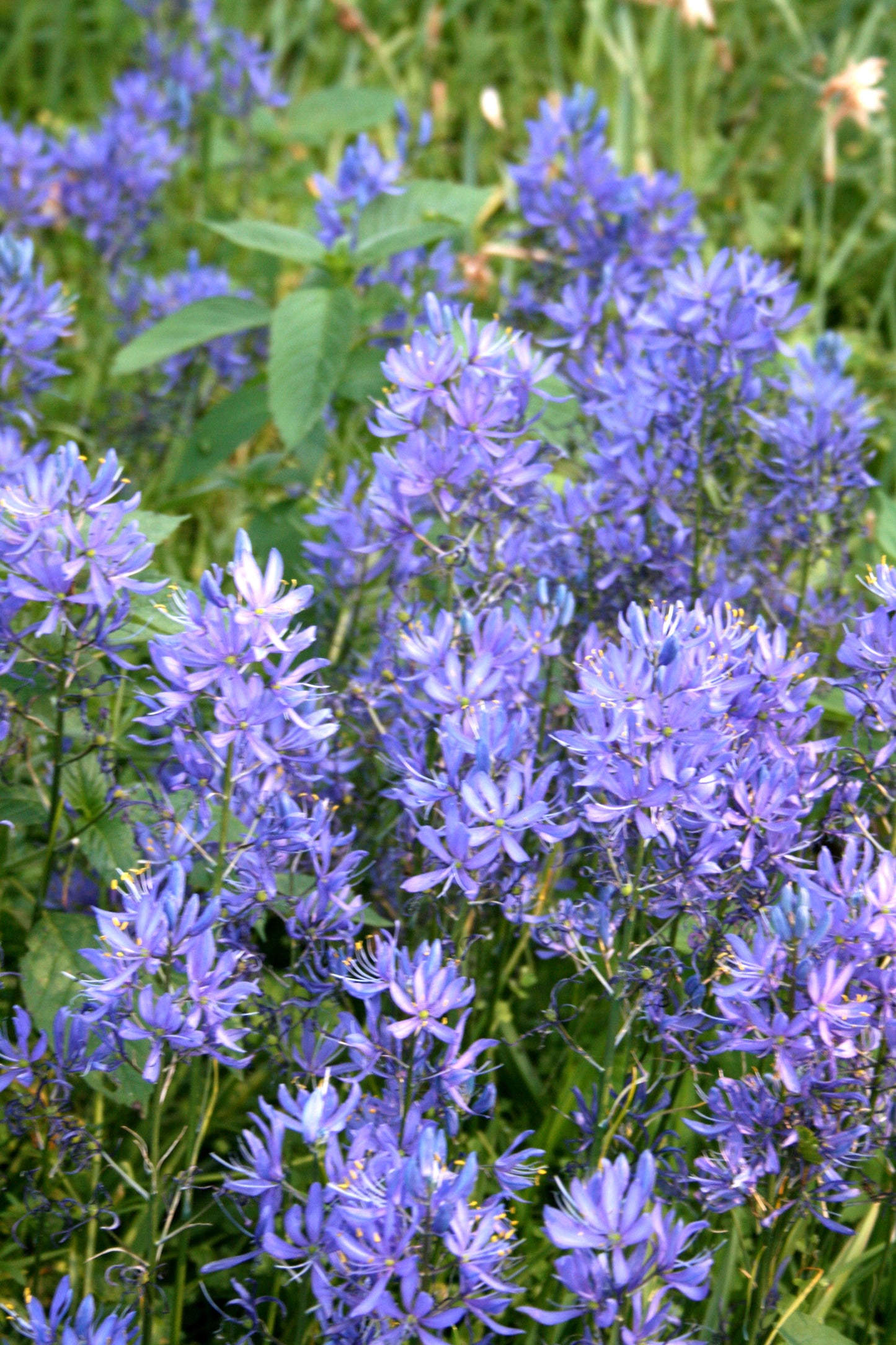Meadow Naturalising Collection