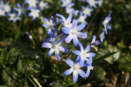 Chionodoxa forbesii