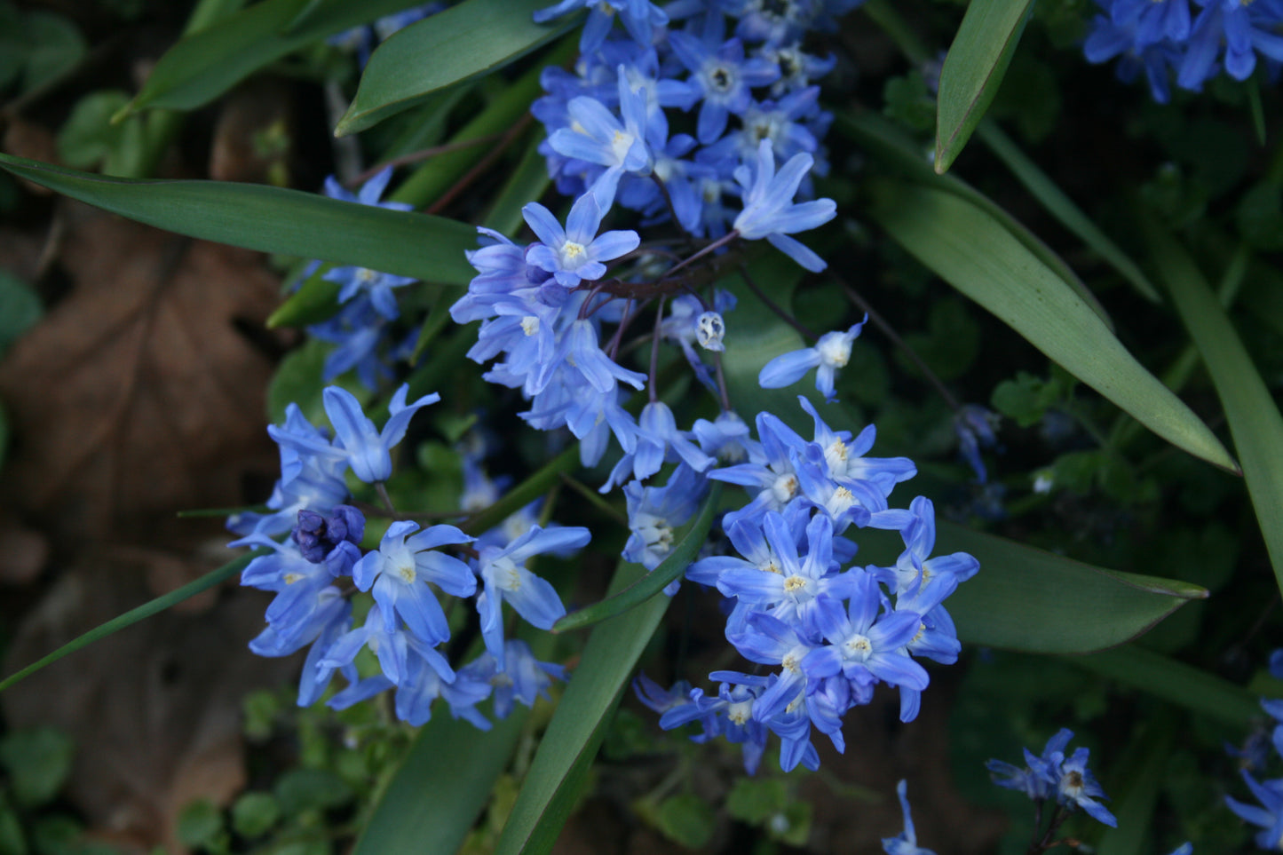 Chionodoxa sardensis