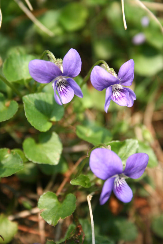 Common Dog Violet