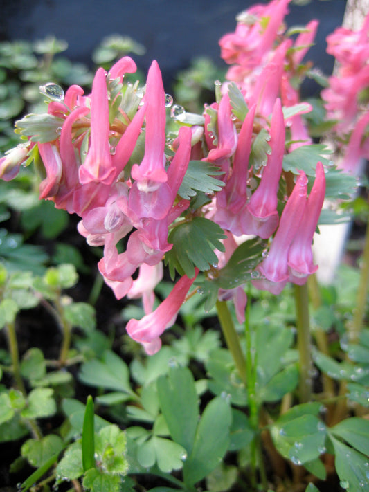 Corydalis 'Beth Evans'