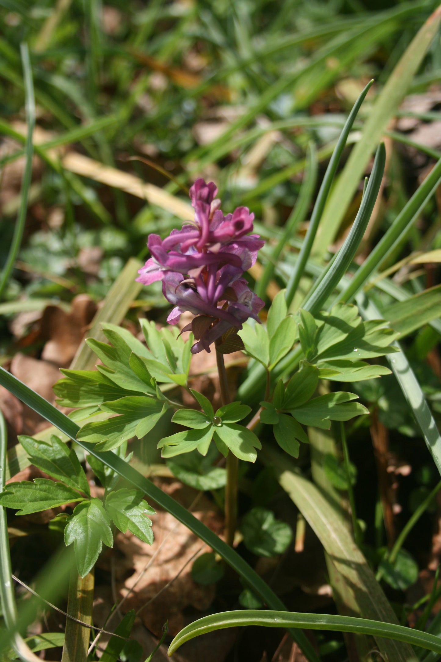 Corydalis solida