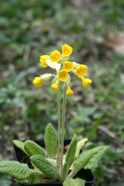 Cowslip